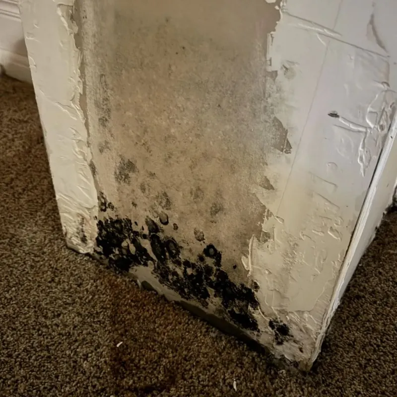Professional Mold Removal in Charlotte, NC